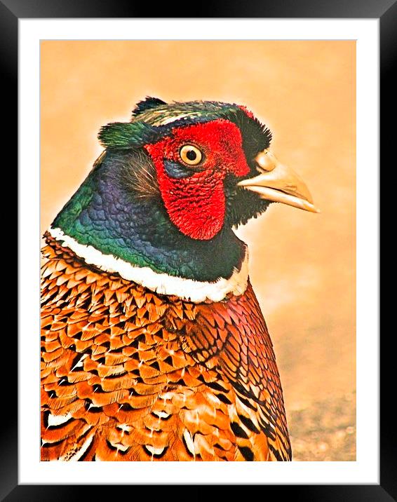 Colourful Cock Pheasant Framed Mounted Print by James Hogarth
