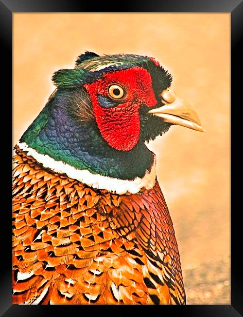 Colourful Cock Pheasant Framed Print by James Hogarth