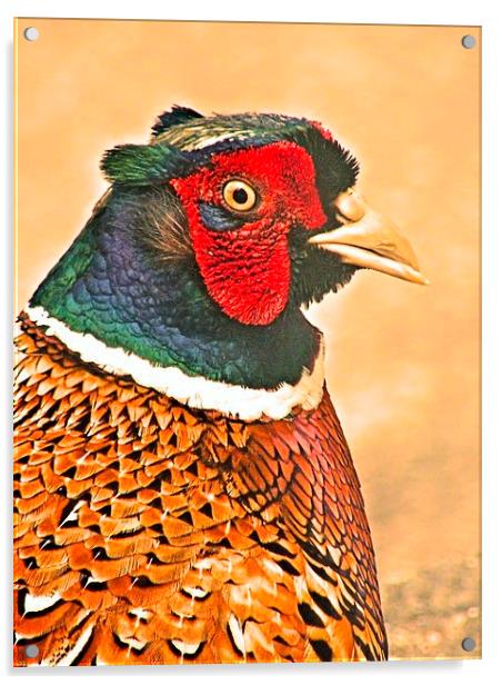 Colourful Cock Pheasant Acrylic by James Hogarth