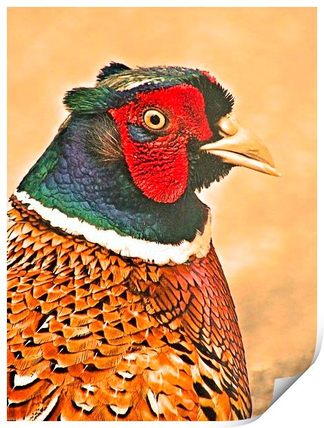 Colourful Cock Pheasant Print by James Hogarth