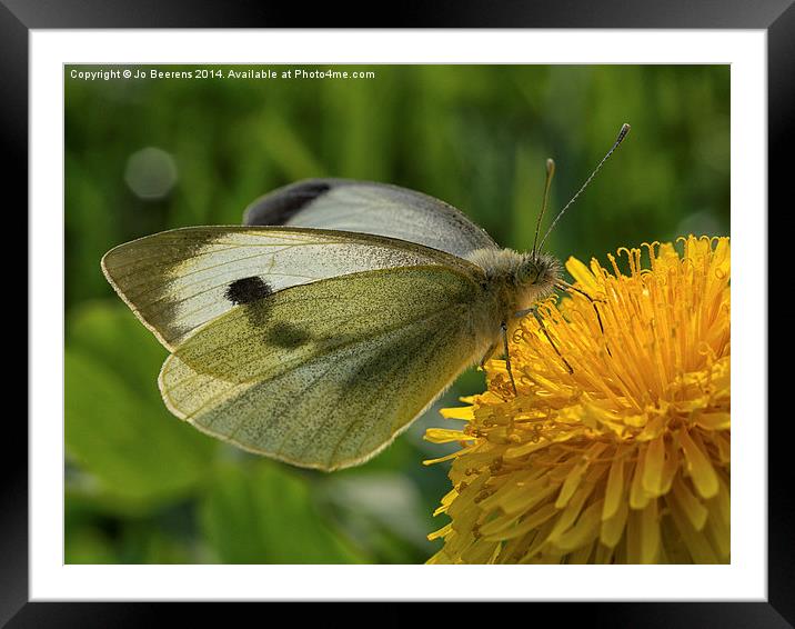 close up butterfly Framed Mounted Print by Jo Beerens