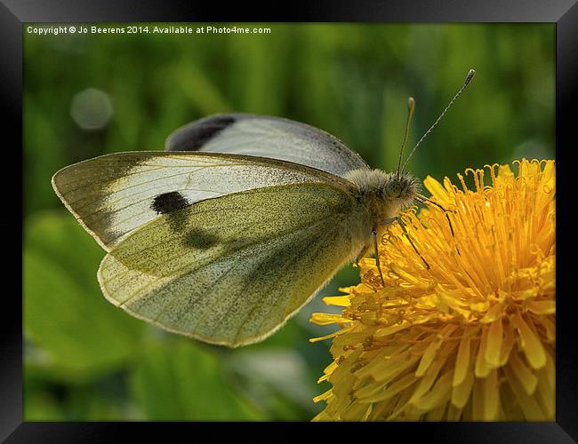 close up butterfly Framed Print by Jo Beerens