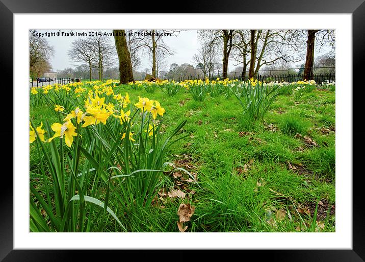 Daffodils growing in the wild Framed Mounted Print by Frank Irwin