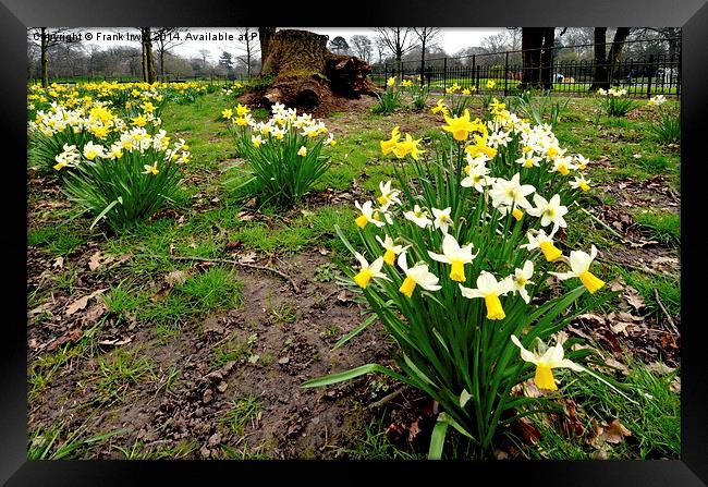 Daffodils growing in the wild Framed Print by Frank Irwin