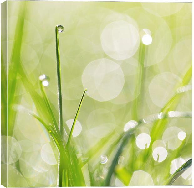 Dewdrops on the Sunlit Grass Square Format Canvas Print by Natalie Kinnear