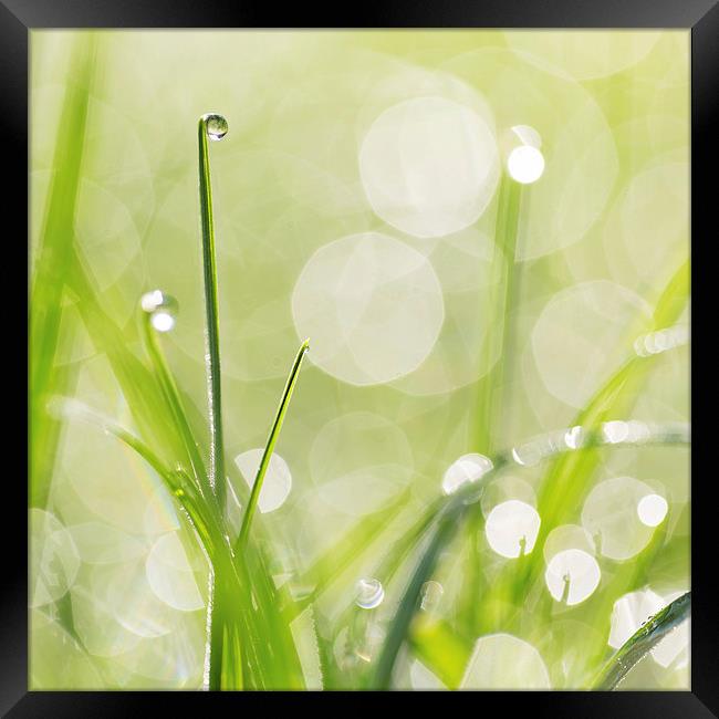 Dewdrops on the Sunlit Grass Square Format Framed Print by Natalie Kinnear