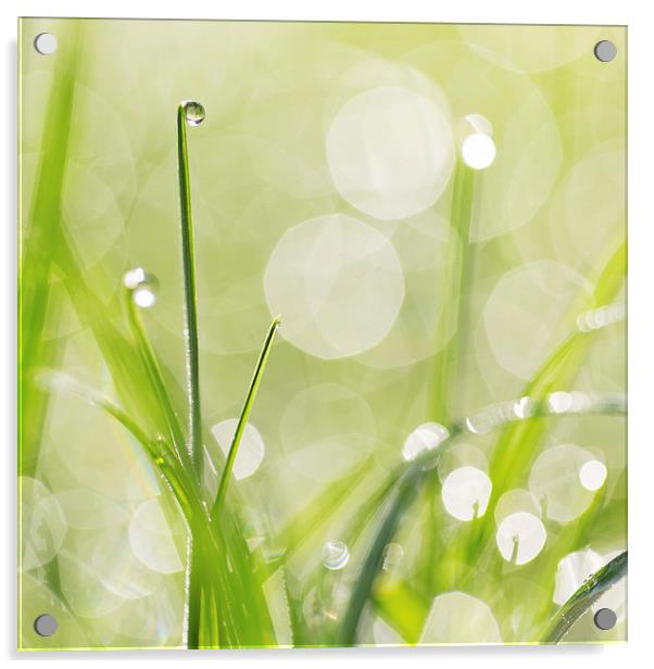 Dewdrops on the Sunlit Grass Square Format Acrylic by Natalie Kinnear