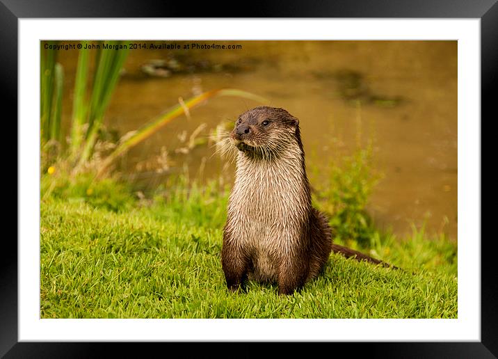 Otter. Framed Mounted Print by John Morgan