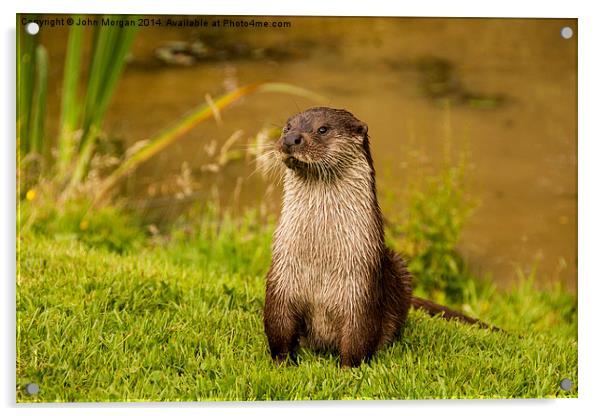 Otter. Acrylic by John Morgan