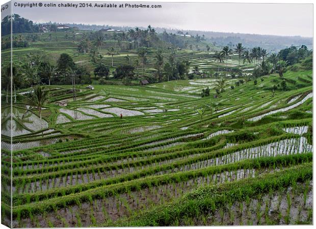 Rice terraces in Bali Canvas Print by colin chalkley