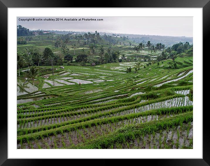 Rice terraces in Bali Framed Mounted Print by colin chalkley