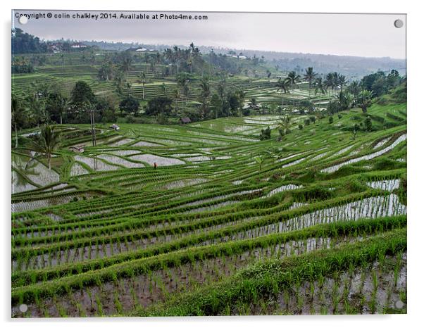 Rice terraces in Bali Acrylic by colin chalkley