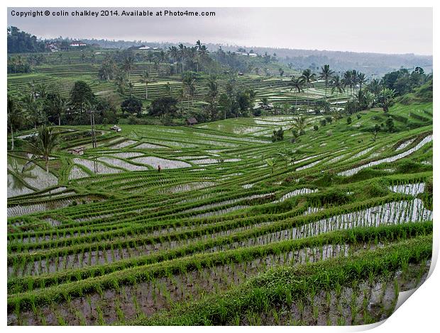 Rice terraces in Bali Print by colin chalkley