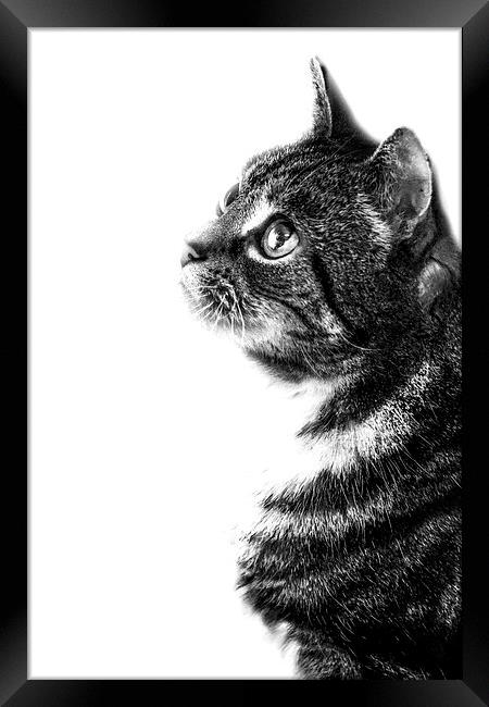 Feline Framed Print by Simon Alesbrook