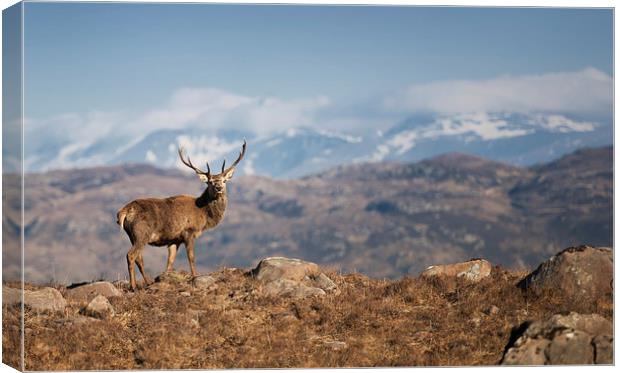 The Magestic Stag Canvas Print by andrew bagley