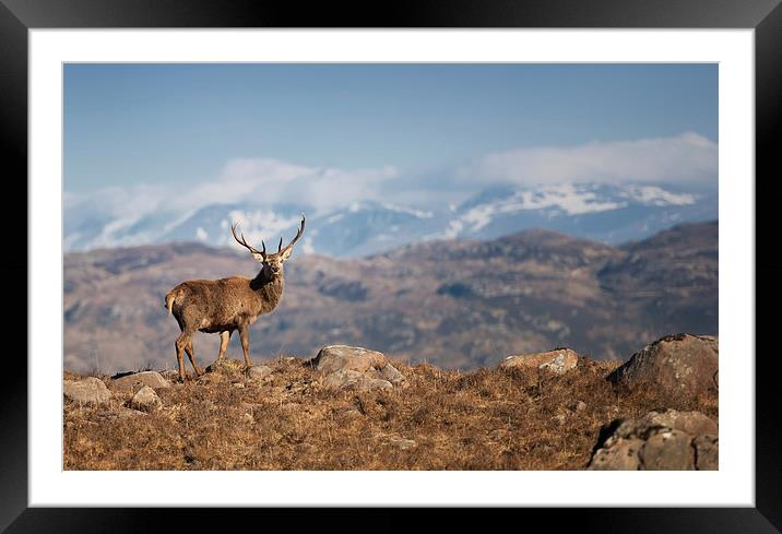 The Magestic Stag Framed Mounted Print by andrew bagley