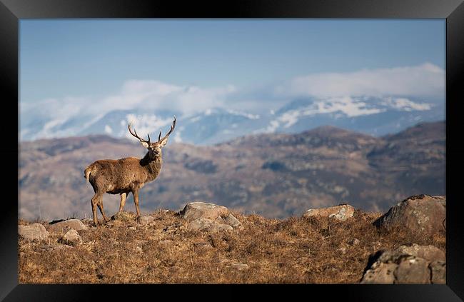 The Magestic Stag Framed Print by andrew bagley