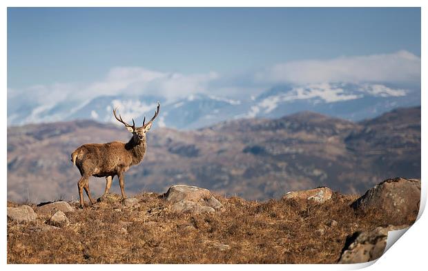 The Magestic Stag Print by andrew bagley