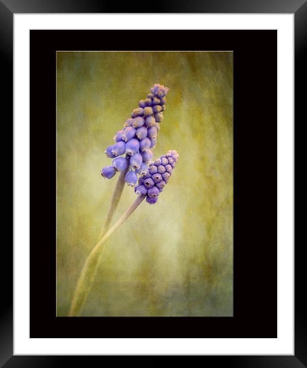Muscari Framed Mounted Print by clint hudson
