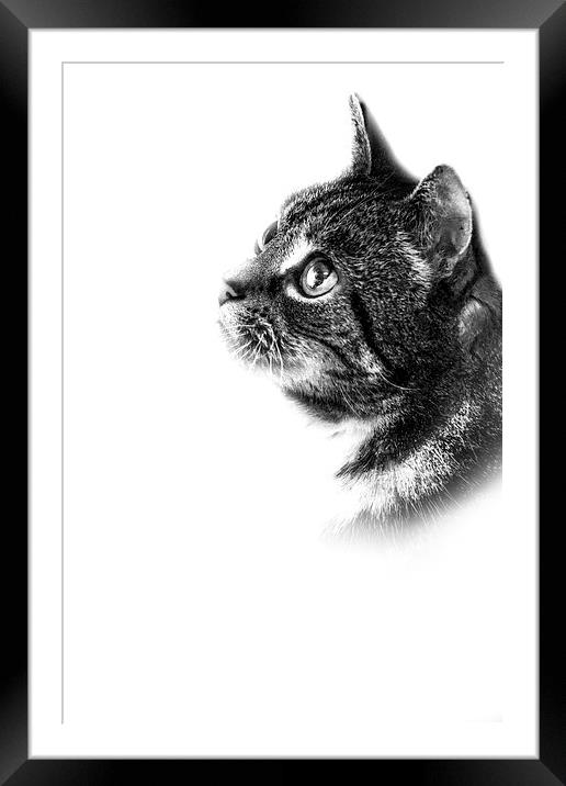 Feline Framed Mounted Print by Simon Alesbrook