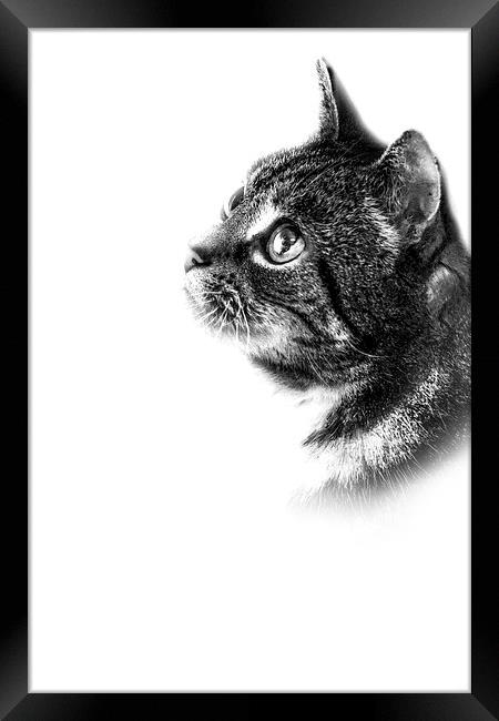 Feline Framed Print by Simon Alesbrook