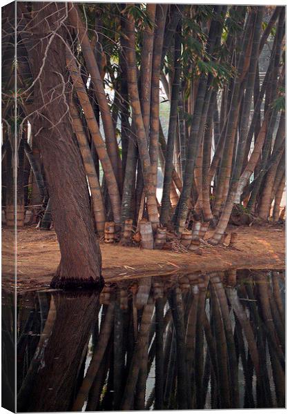 Giant Bamboo Canvas Print by Jacqueline Burrell