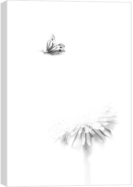 Butterfly in Flight Canvas Print by Simon Alesbrook
