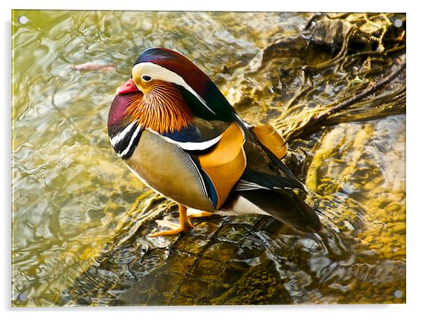 Mandarin duck Acrylic by steve akerman