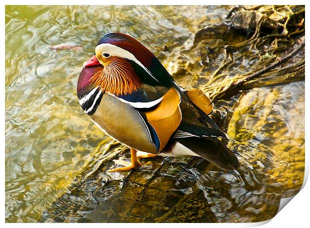 Mandarin duck Print by steve akerman