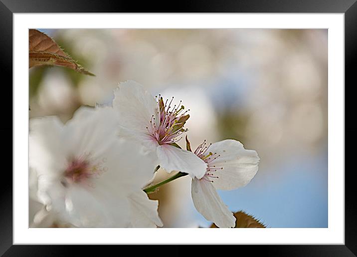 Apple blossom Framed Mounted Print by steve akerman