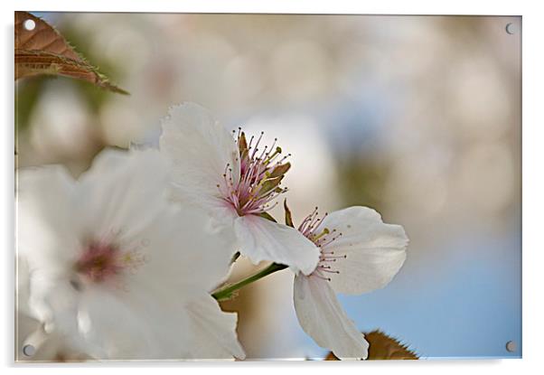 Apple blossom Acrylic by steve akerman