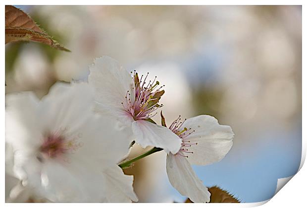 Apple blossom Print by steve akerman