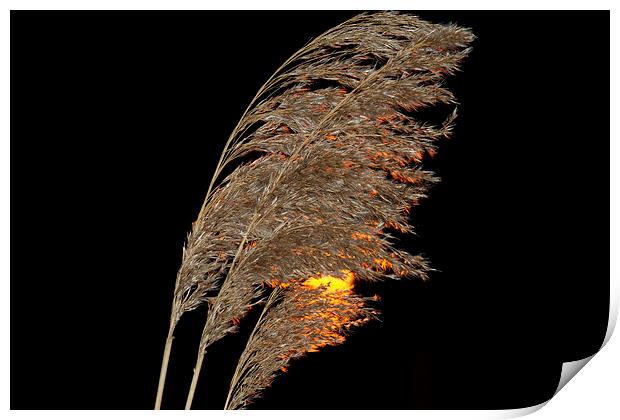 Bullrush at sunset Print by steve akerman