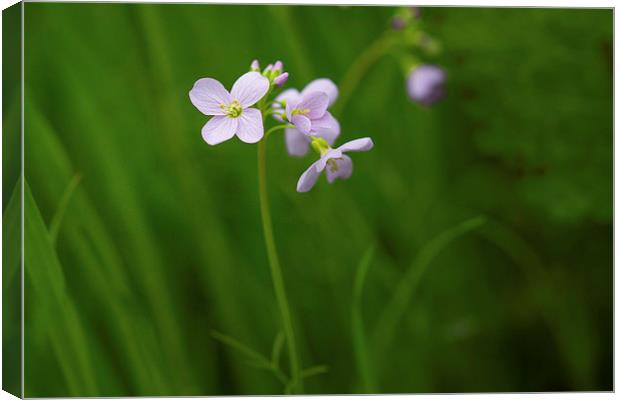 Wildflower Canvas Print by Mark Harrop