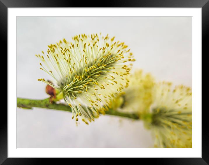 Pollen on the snow Framed Mounted Print by Jan Venter