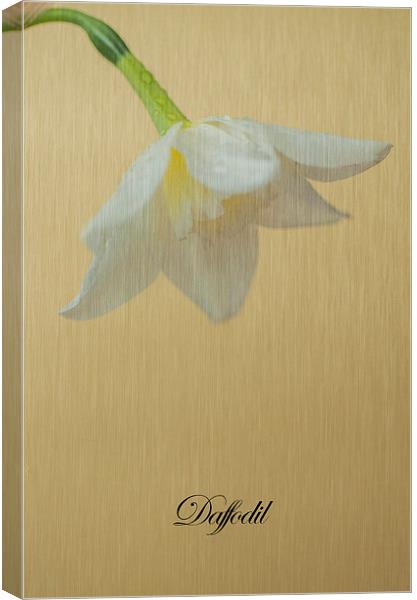 Daffodil On Yellow Canvas Print by Steve Purnell