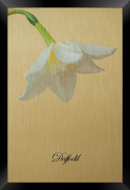 Daffodil On Yellow Framed Print by Steve Purnell
