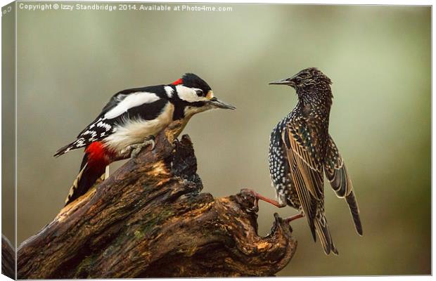 Stand off between woodpecker and starling Canvas Print by Izzy Standbridge