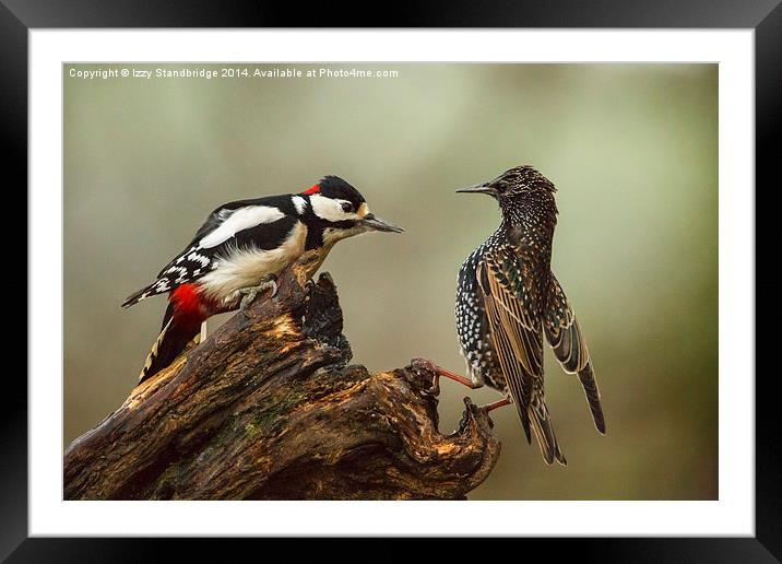 Stand off between woodpecker and starling Framed Mounted Print by Izzy Standbridge