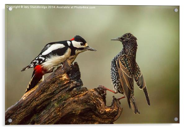 Stand off between woodpecker and starling Acrylic by Izzy Standbridge
