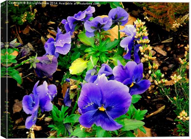 Pansy and Heather Plants Canvas Print by Bill Lighterness
