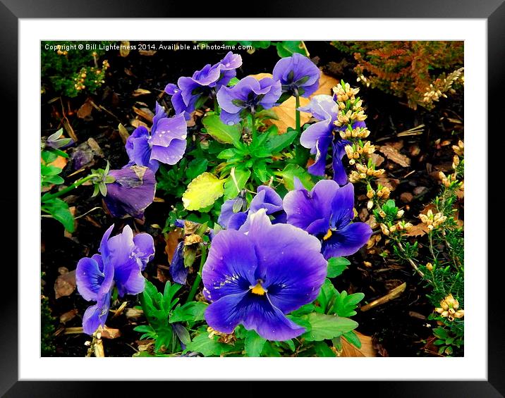 Pansy and Heather Plants Framed Mounted Print by Bill Lighterness