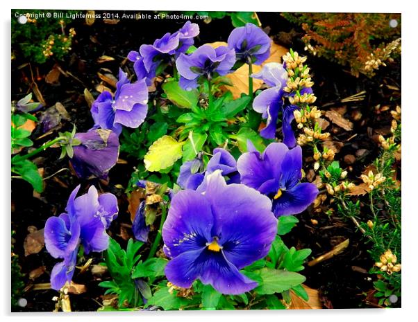 Pansy and Heather Plants Acrylic by Bill Lighterness