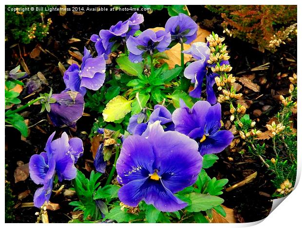 Pansy and Heather Plants Print by Bill Lighterness