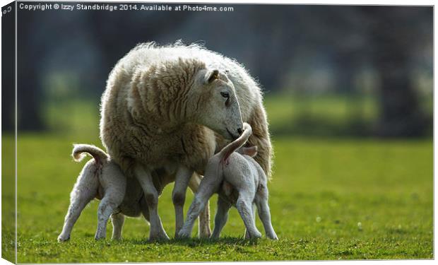 Sheep family Canvas Print by Izzy Standbridge