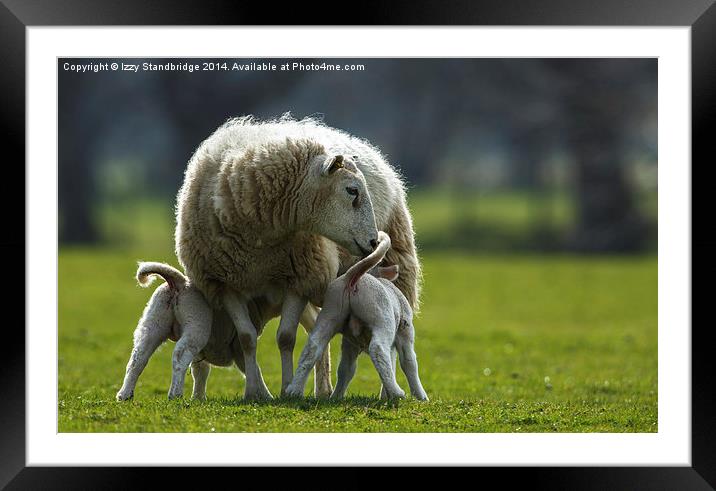 Sheep family Framed Mounted Print by Izzy Standbridge