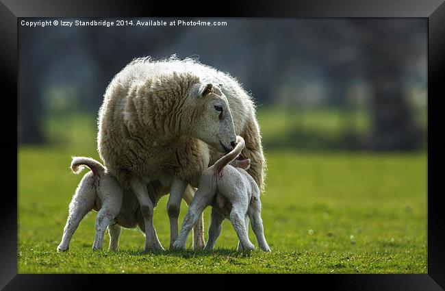 Sheep family Framed Print by Izzy Standbridge
