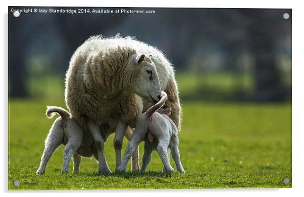 Sheep family Acrylic by Izzy Standbridge