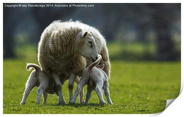 Sheep family Print by Izzy Standbridge