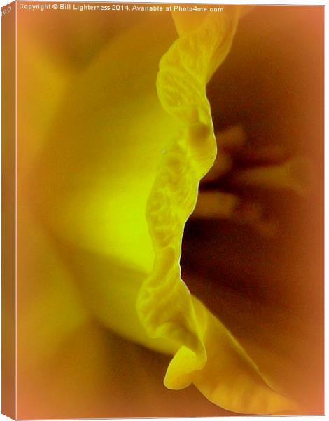 Inside the Yellow Daffodil Canvas Print by Bill Lighterness